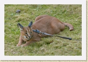 DSC_4245 Caricau * 700 x 466 * (403KB)